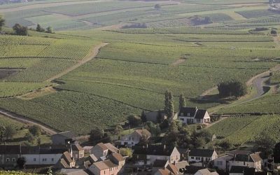 Loire wines